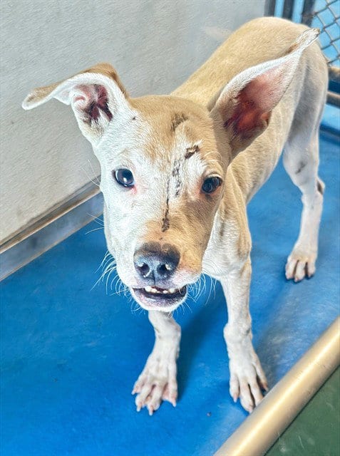 Photo of A171161, adoptable Boxer in Bakersfield, California