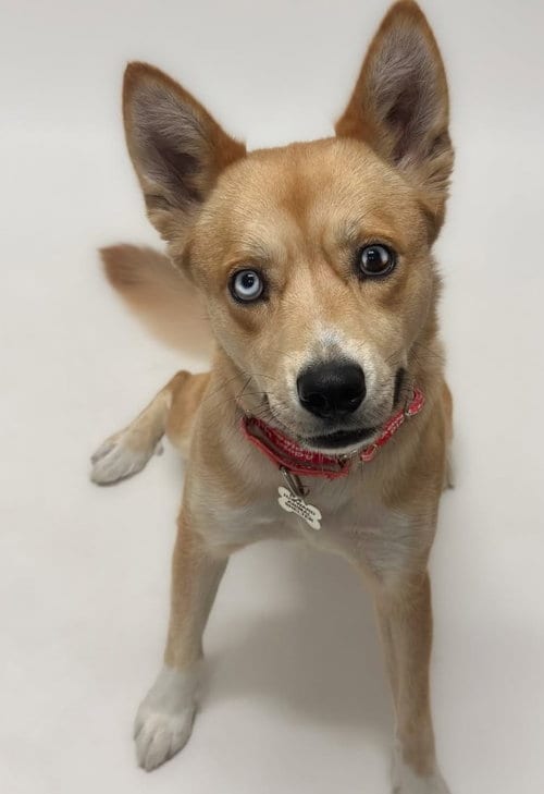 Photo of Sky, adoptable Siberian Husky in Hayward, California