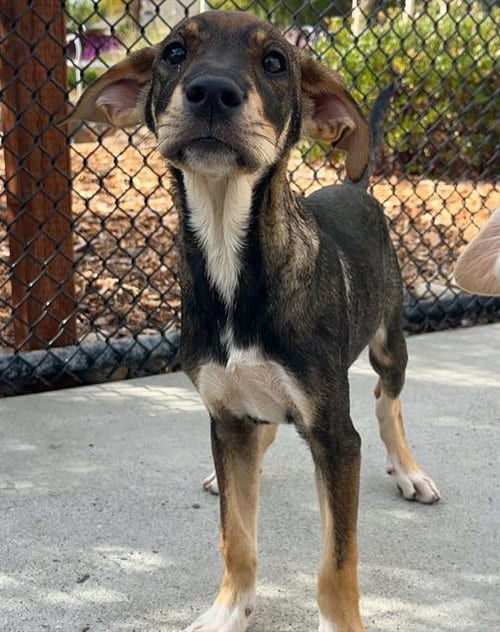 Photo of Hungry Hungry Hippo, adoptable Rhodesian Ridgeback in Santa Cruz, California