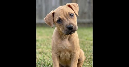 Photo of Molly, adoptable Boxer in Grovertown, Indiana