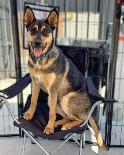 Photo of Harry, adoptable Husky in Corona, California