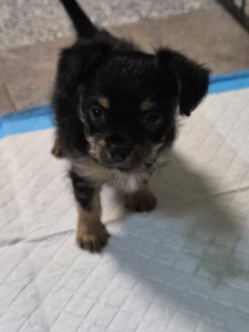 Photo of Dutchess, adoptable Yorkshire Terrier Yorkie in Spring, Texas