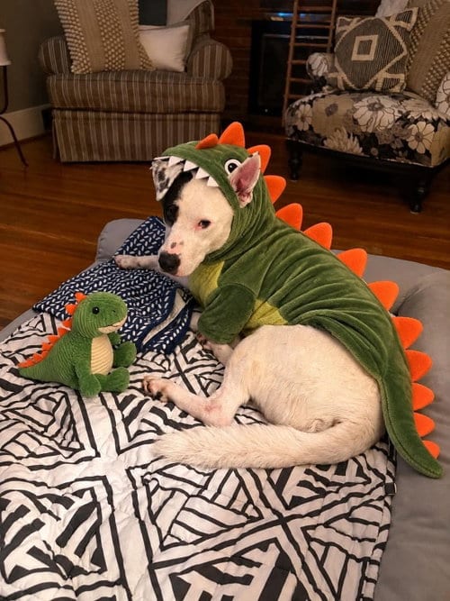 Photo of Petey, adoptable Labrador Retriever in Westwood, New Jersey