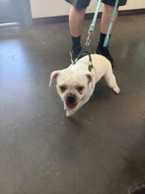 Photo of Chato, adoptable French Bulldog in Chatsworth, California