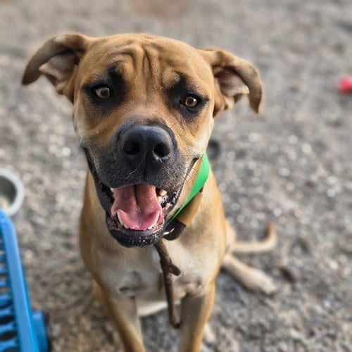 Photo of Libby, adoptable Cane Corso Mastiff in Mesa, Arizona