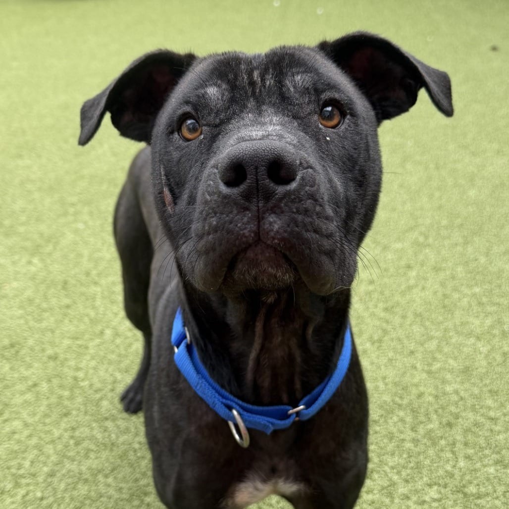 Photo of Brazil, adoptable Terrier, Staffordshire Bull in Greensboro, North Carolina
