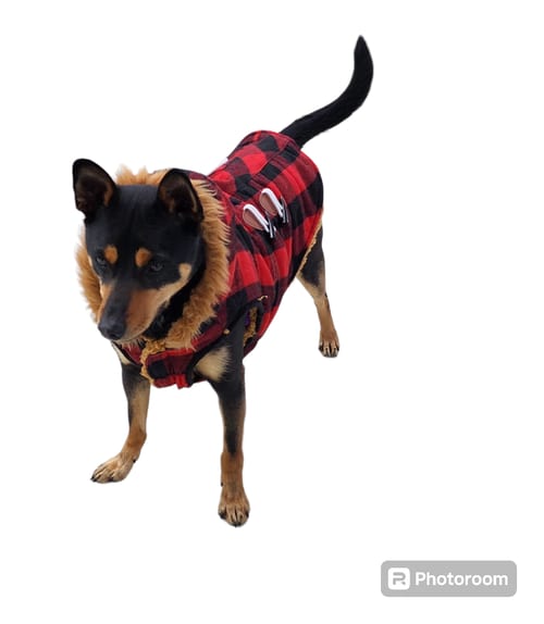 Photo of Macquire, adoptable Rat Terrier in Seaford, Delaware