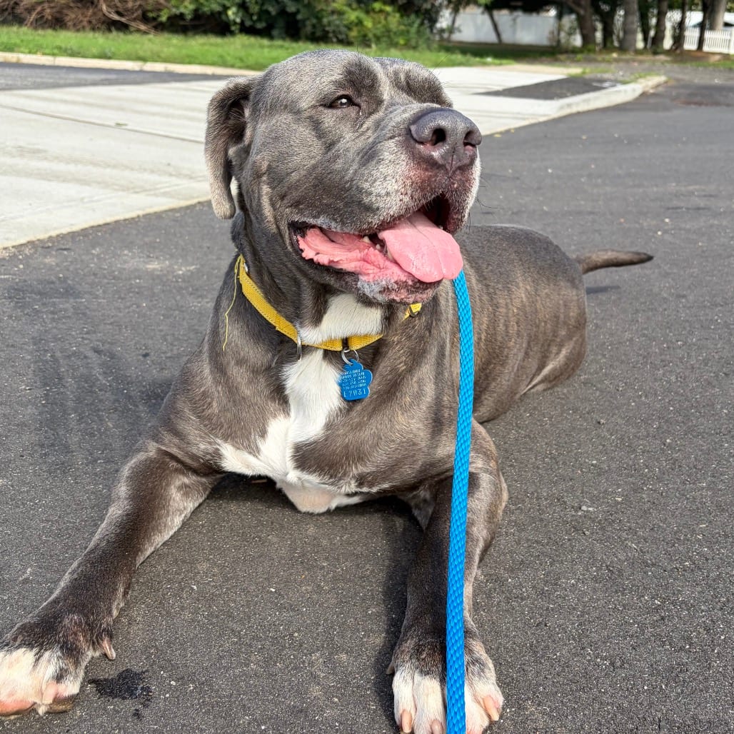 Photo of Monty, adoptable Mixed Breed (Large) / None in Patchogue, New York