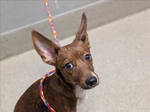 Photo of Fox, adoptable Chihuahua in Las Vegas, Nevada
