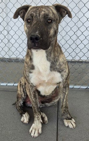 Photo of Goomba, adoptable Pit Bull Terrier in Bakersfield, California