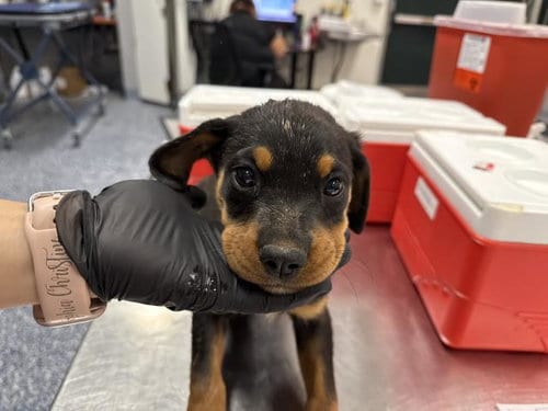 Photo of A1939800, adoptable Rottweiler in Thousand Palms, California