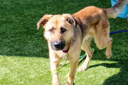 Photo of Ranger, adoptable German Shepherd Dog in Martinez, California