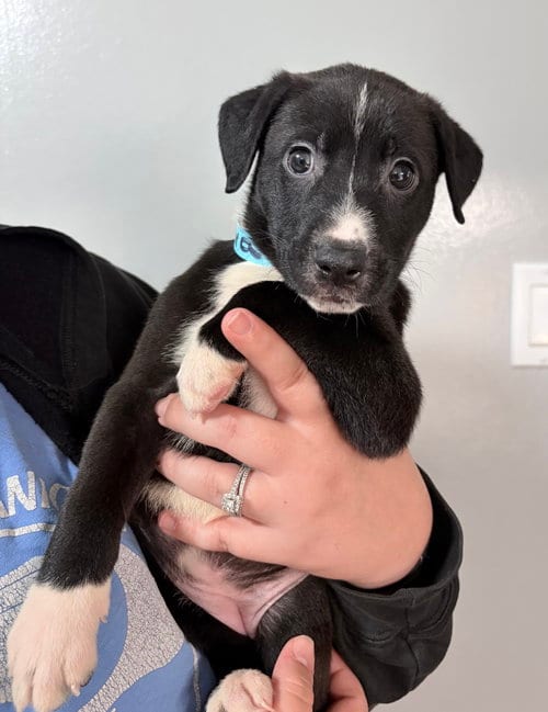 Photo of Ava, adoptable Shepherd in Clarkston, Michigan