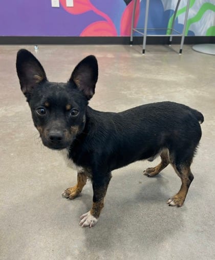 Photo of Pickle, adoptable Bulldog mix