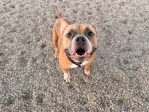 Photo of Barron, adoptable American Pit Bull Terrier in Mesa, Arizona