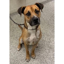 Photo of Jensen, adoptable Mixed Breed (Medium) in Kansas City, Missouri