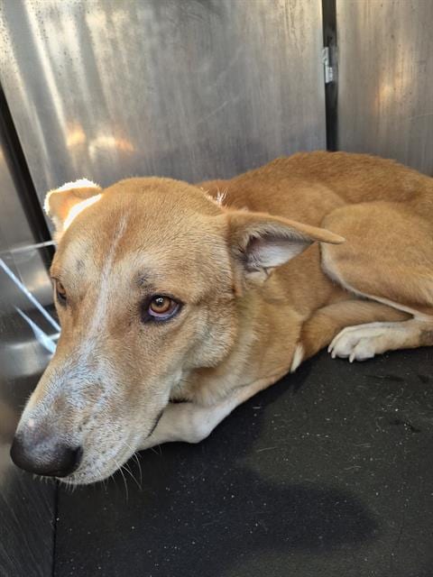 Photo of Hugh Mungo, adoptable dog in San Antonio, Texas