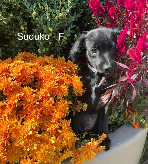 Photo of Sodoku, adoptable Terrier in Hillside, Illinois