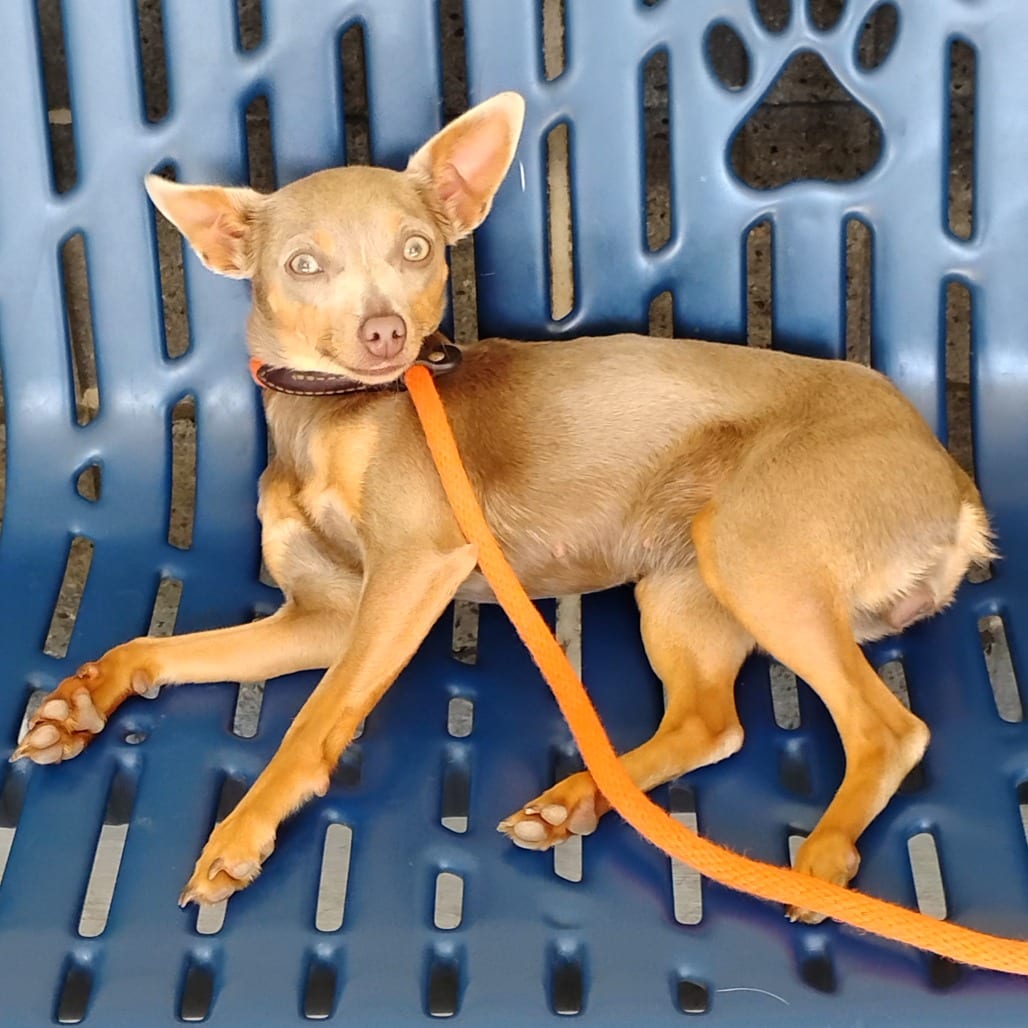Photo of Molly, adoptable Pinscher, Miniature / Mixed Breed (Small) in Pleasanton, California