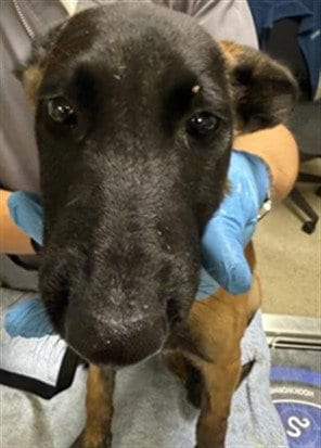 Photo of A1934002, adoptable German Shepherd Dog in Riverside, California