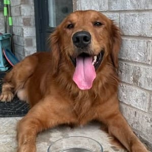 Photo of Charlie Daniels, adoptable Retriever, Golden in Oklahoma-based; Northeast placements, Oklahoma