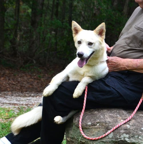 Photo of Sunni, adoptable Jindo (Korean) in Willingboro, New Jersey