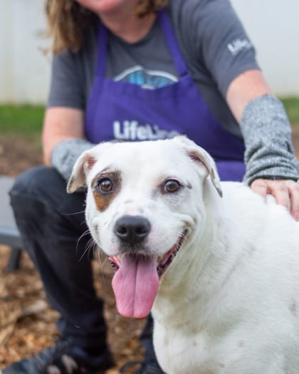 Photo of Petra, adoptable dog in Chamblee, Georgia