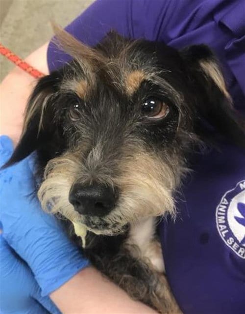Photo of Jojo, adoptable Dachshund in Conroe, Texas