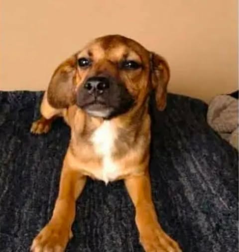 Photo of Pepino T, adoptable Chihuahua in Inglewood, California