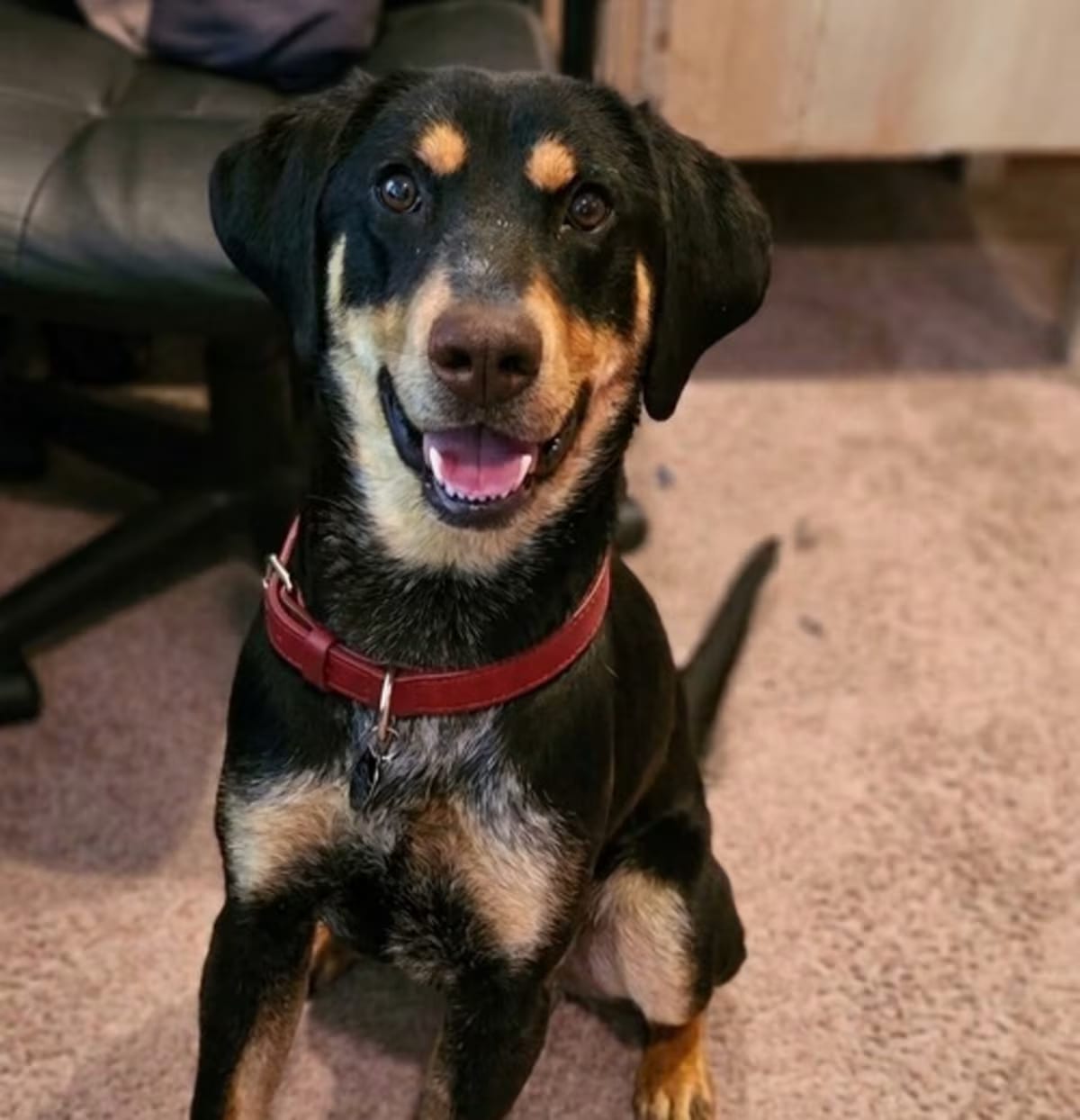 Photo of Jack Jack, adoptable Hound (Unknown Type) in Roswell, Georgia