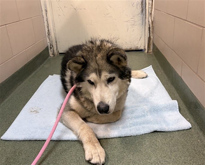 Photo of Senior Mixed Breed, adoptable Mixed Breed in Santa Fe, New Mexico