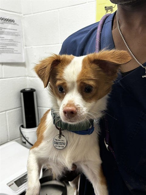 Photo of Jovi, adoptable Chihuahua in Forestville, Maryland