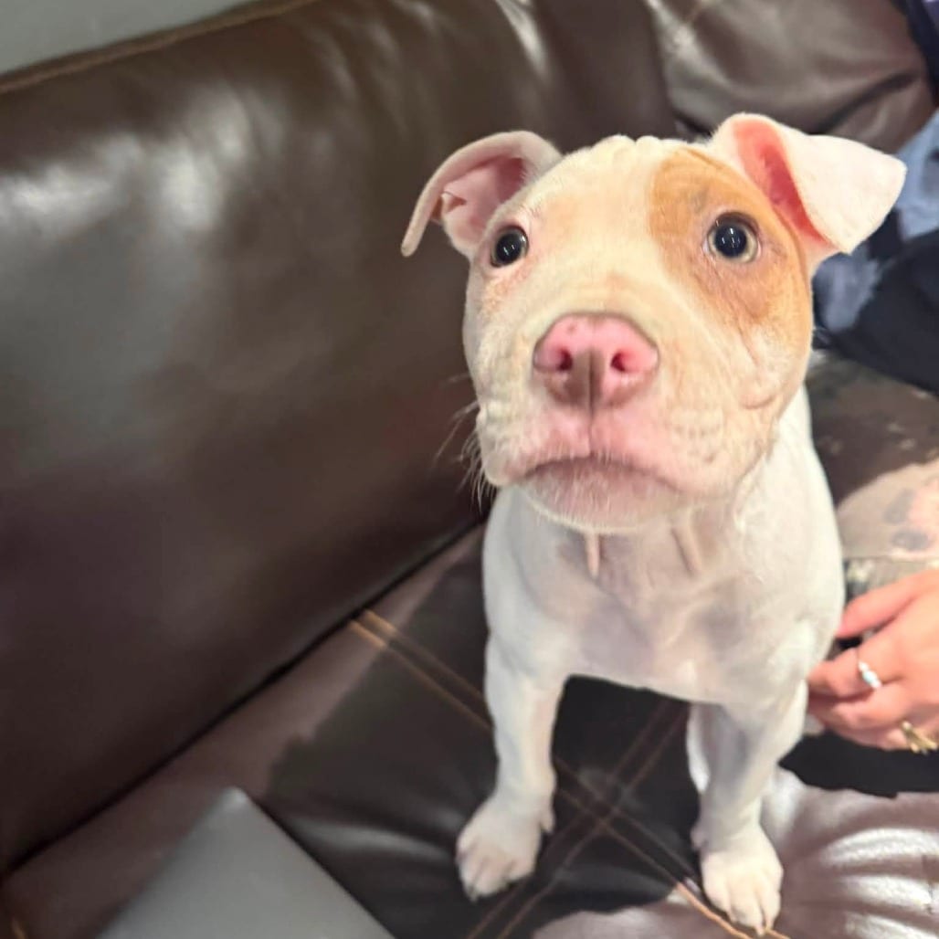 Photo of Pinky, adoptable Mixed Breed (Medium) in St. Louis, Missouri