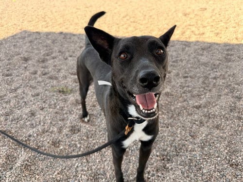 Photo of Daisy, adoptable Australian Cattle Dog/Blue Heeler in Mesa, Arizona