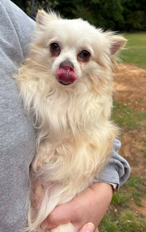 Photo of Adam, adoptable Chihuahua in Walnutport, Pennsylvania