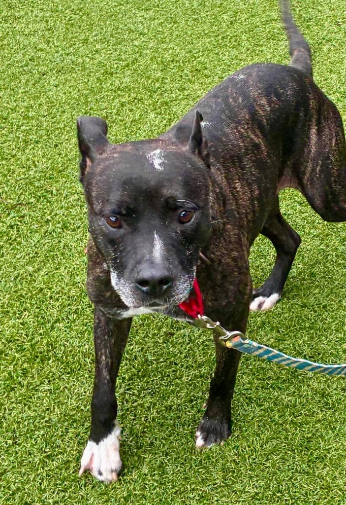 Photo of Honeybee, adoptable Pit Bull Terrier in Hartsville, South Carolina