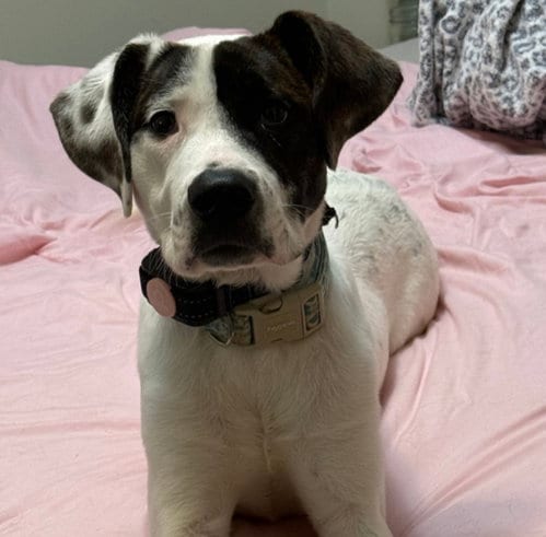 Photo of Marion Bs : Booker (Banjo), adoptable Pit Bull Terrier in Aurora, Indiana