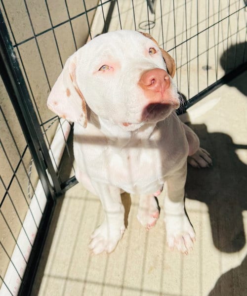 Photo of Goblin, adoptable Pit Bull Terrier in Claremore, Oklahoma