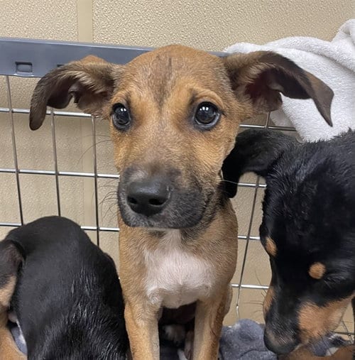 Photo of Charlotte, adoptable Black and Tan Coonhound in Clyde, North Carolina