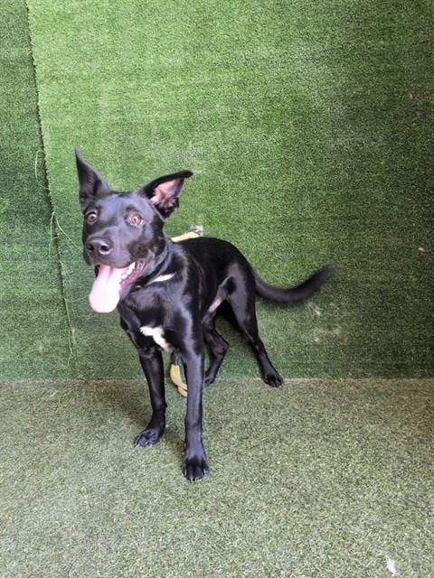 Photo of Roo, adoptable Husky in Lancaster, California