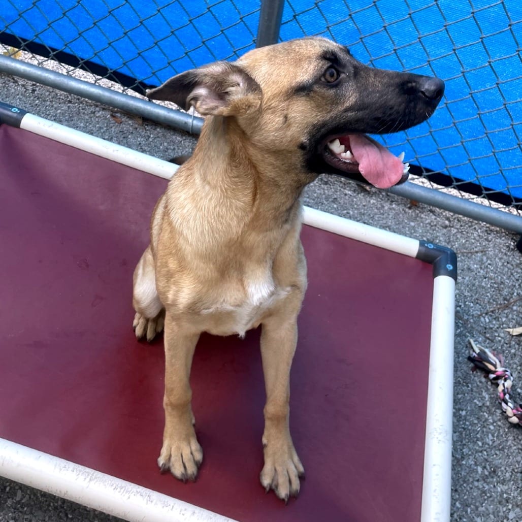 Photo of Marnie, adoptable Mixed Breed (Medium)