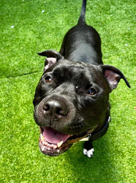 Photo of Denim, adoptable Pit Bull Terrier in San Francisco, California