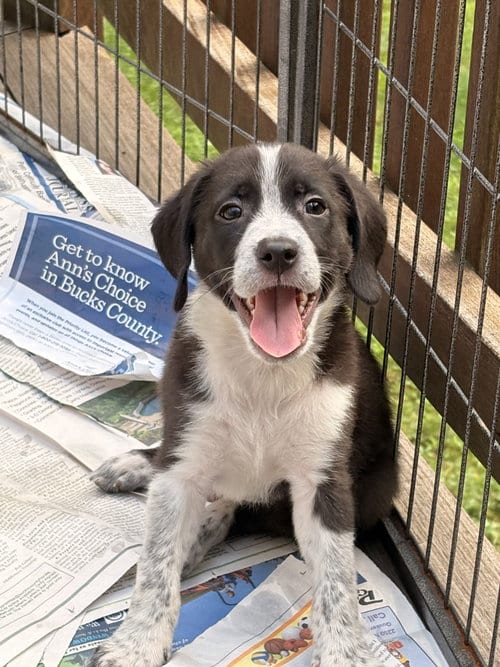 Photo of Lennox, adoptable Labrador Retriever in Tarrytown, Georgia