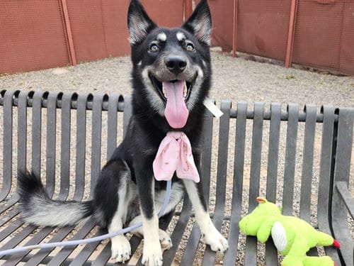 Photo of Ozzy, adoptable German Shepherd Dog in Phoenix, Arizona