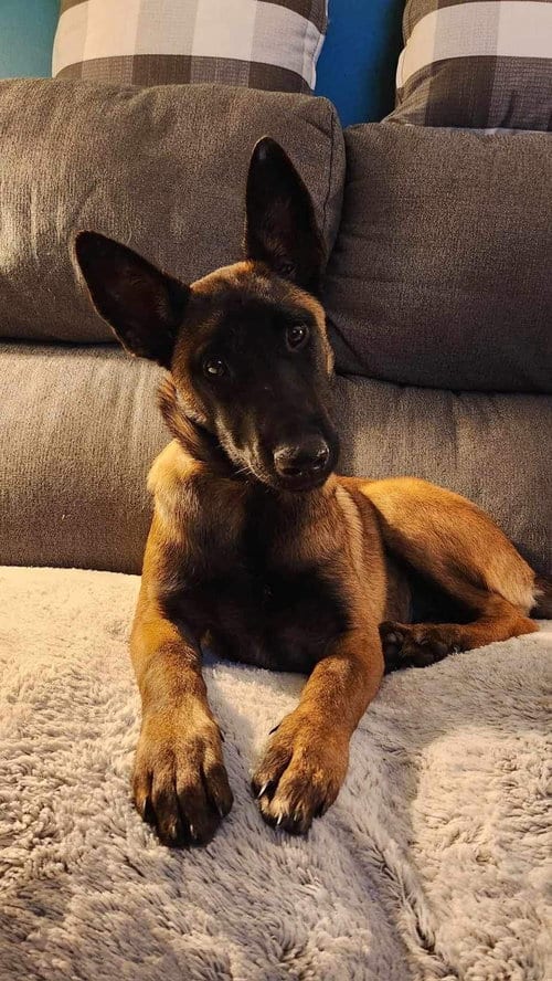 Photo of Pepper Potts - PA, adoptable Belgian Shepherd Malinois in Amherst Junction, Wisconsin