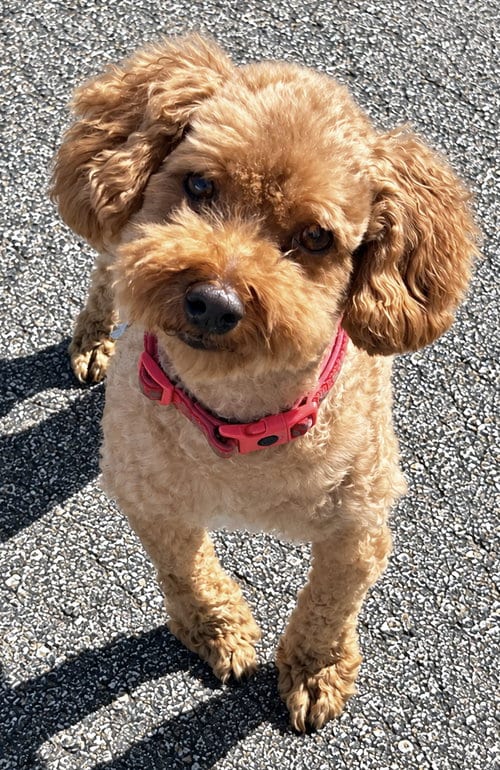 Photo of Loki, adoptable Poodle (Miniature) in Cuyahoga Falls, Ohio