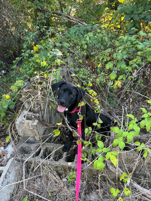 Photo of Finita, adoptable Terrier in Candler, North Carolina
