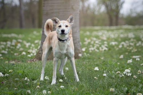 Photo of Luna, adoptable Shepherd in Boston, Kentucky