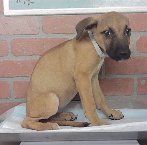Photo of A2096944, adoptable Staffordshire Bull Terrier in Houston, Texas