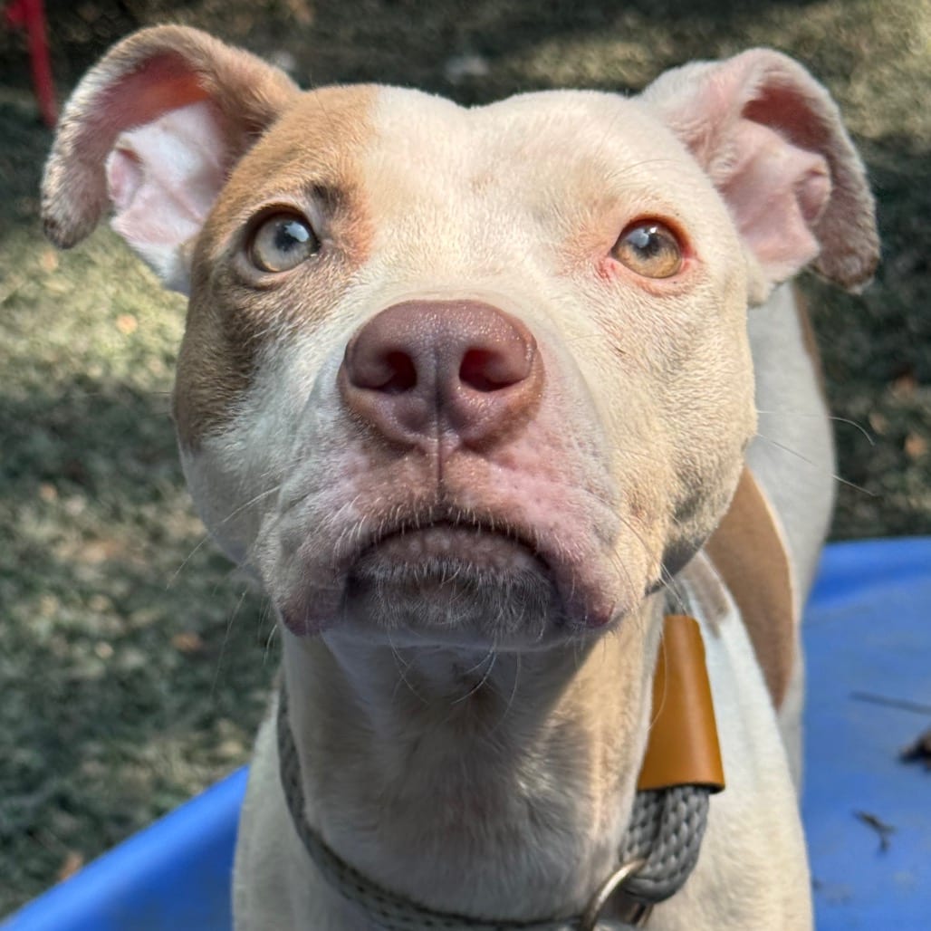 Photo of Remi, adoptable Mixed Breed (Medium) in Decatur, Georgia